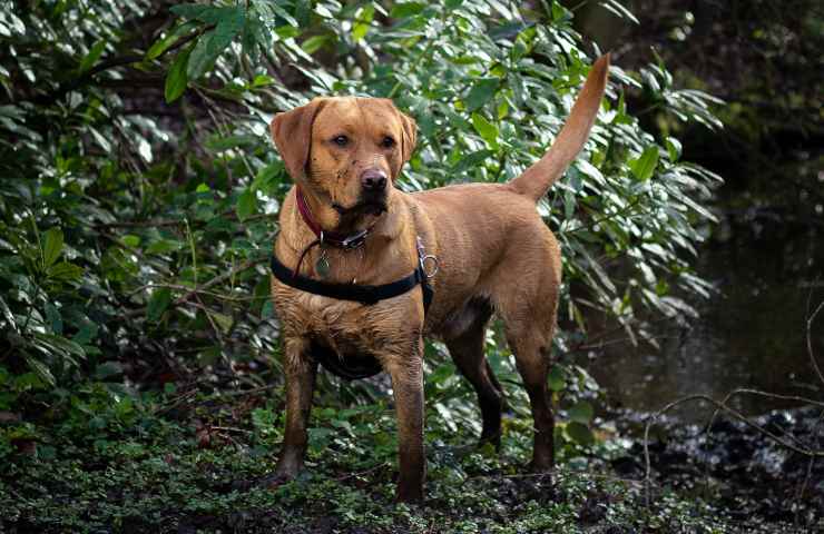 labrador scappa da rapitore