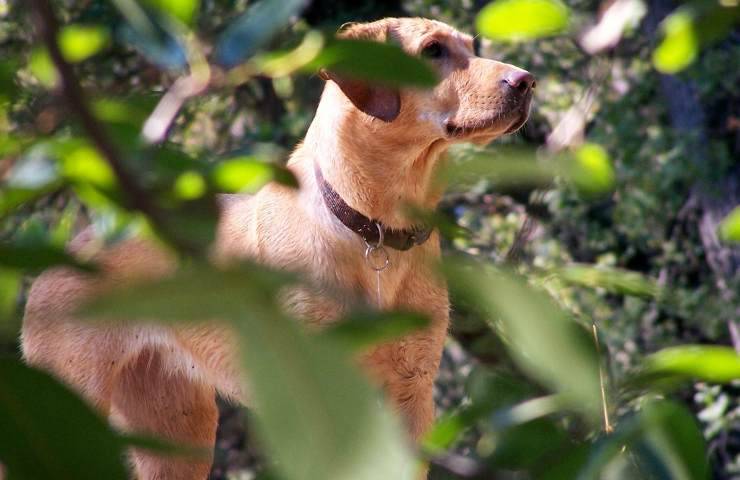 labrador fugge da rapitore