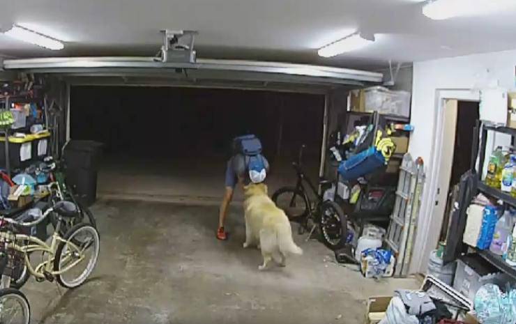 Ladro coccola cane dopo aver rubato bici