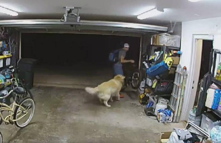 Ladro torna nel garage per accarezzare cane