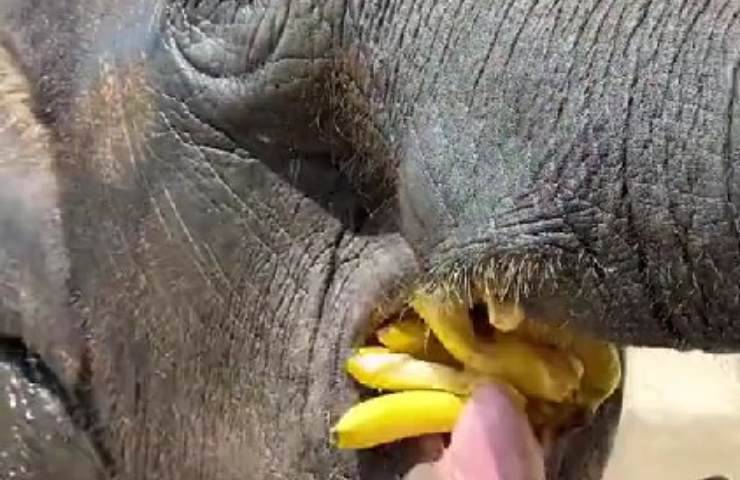 L'elefante mentre fa merenda