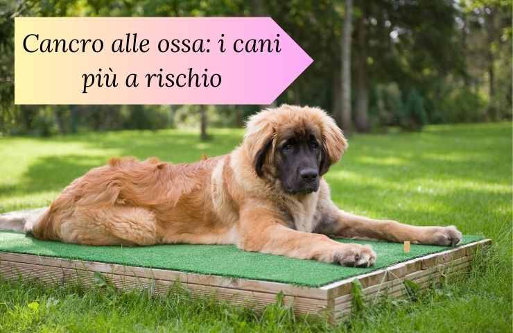 Cane a rischio cancro alle ossa