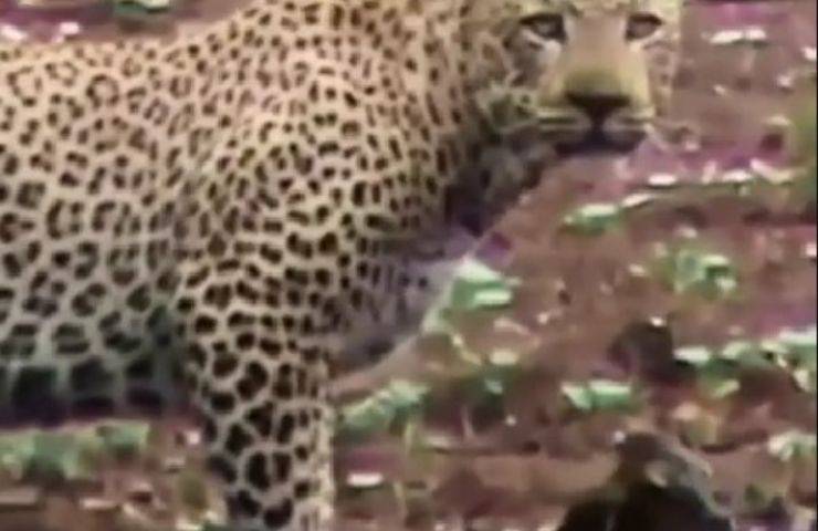 leopardo risparmia cucciolo gazzella