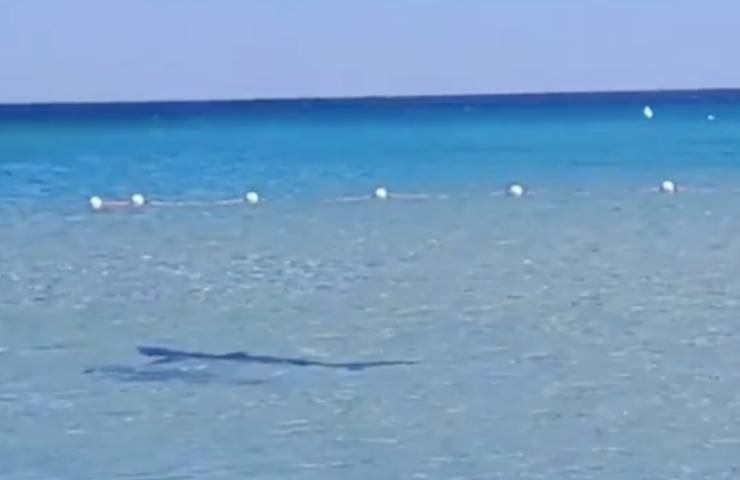 squalo 2 metri Sardegna 