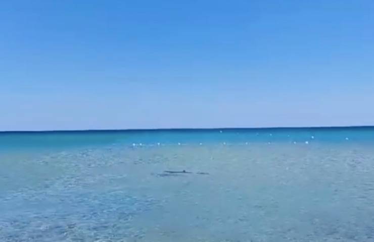 squalo acqua mediterraneo avvicinamento 