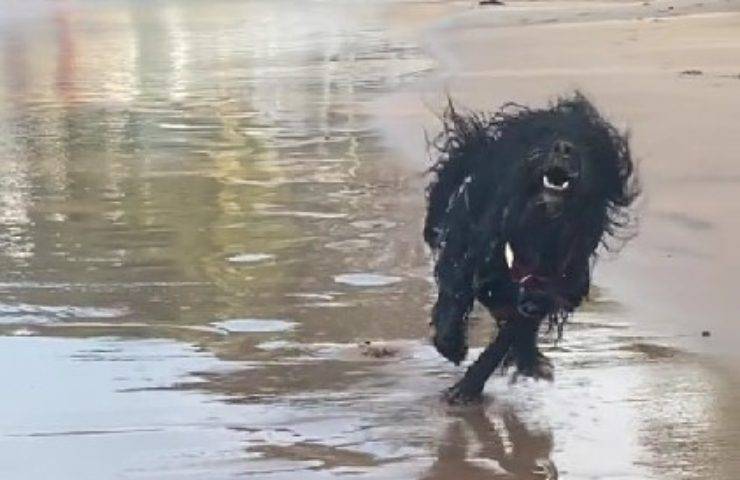 cane si diverte al mare video