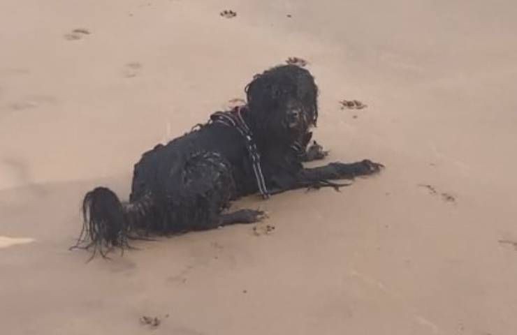 cane pelo lungo al mare