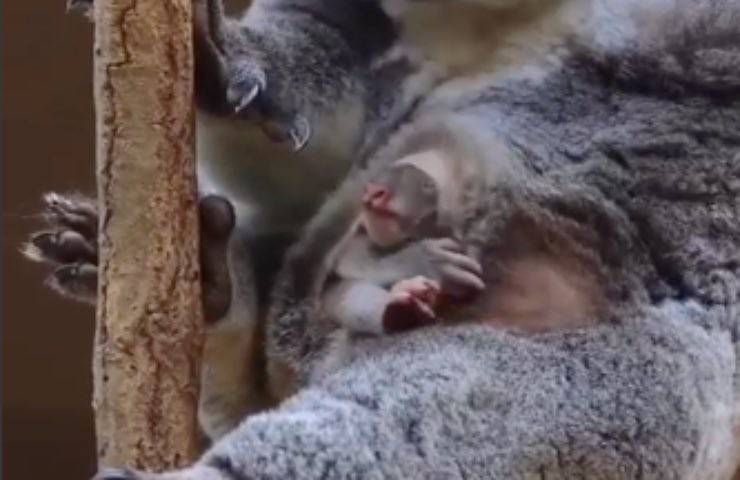 koala piccolo marsupiale pancia 
