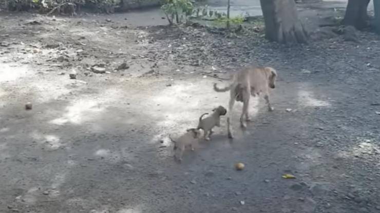 mamma respinge cuccioli