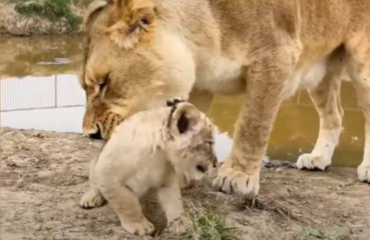 Mamma leone morde figlio