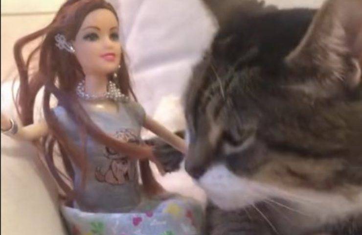 gatto gioca con barbie