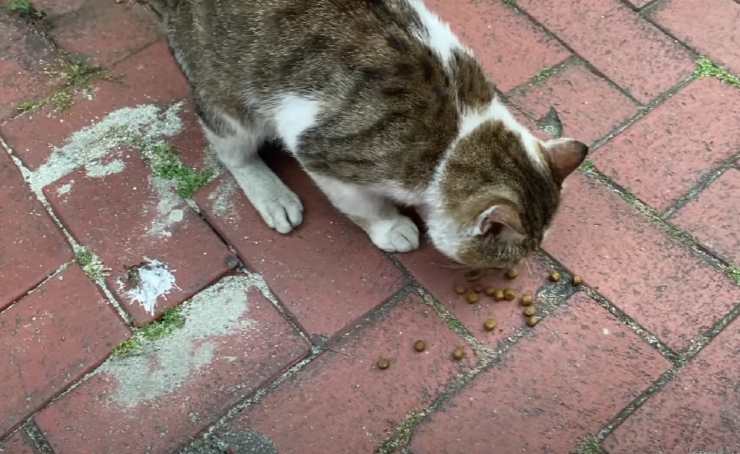 gatti di istambul