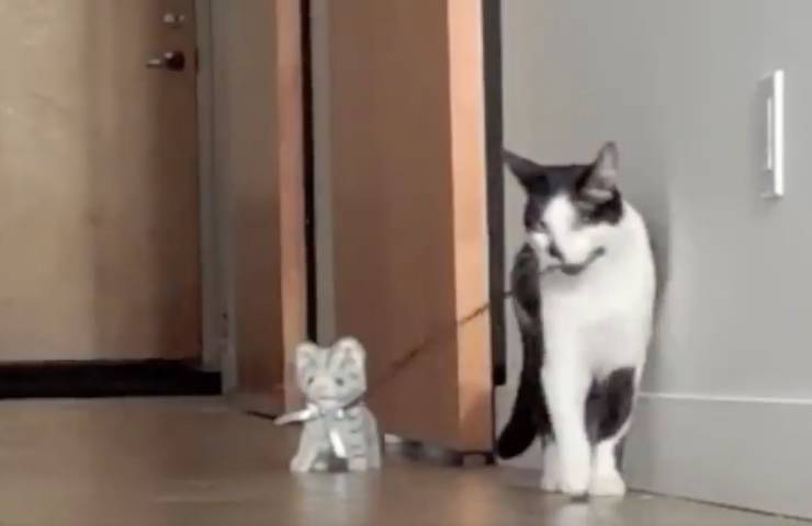 gatti giocare casa guinzaglio 