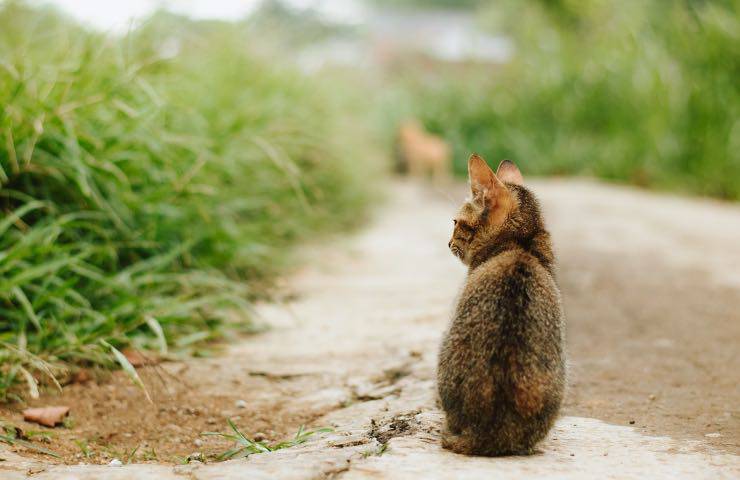 divieto aiutare animali abbandonati 