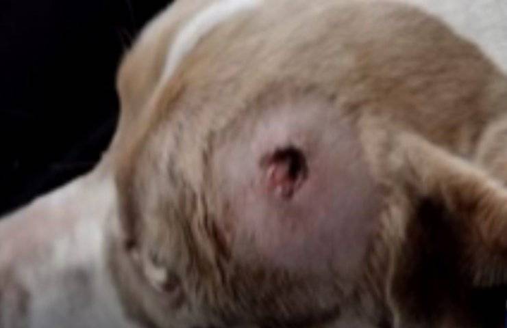 Un povero cane è stato coinvolto in una sparatoria dove è rimasto gravemente ferito