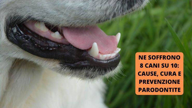 denti del cane 