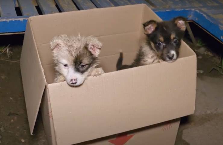 scatola coppia cuccioli cane 