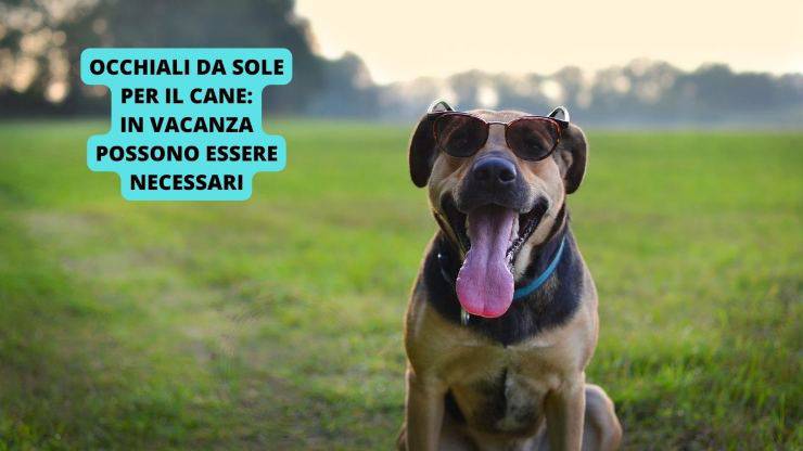 cane con occhiali da sole 