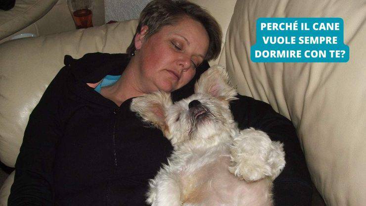 cane dorme con una persona 