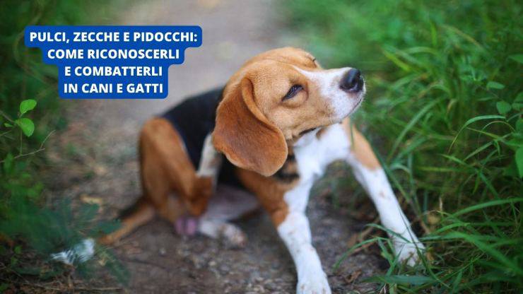 cane si gratta 