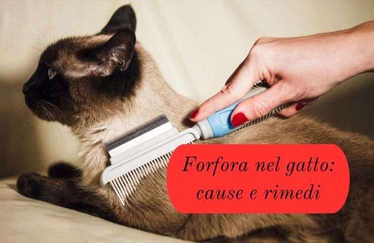 Pettinare il gatto 