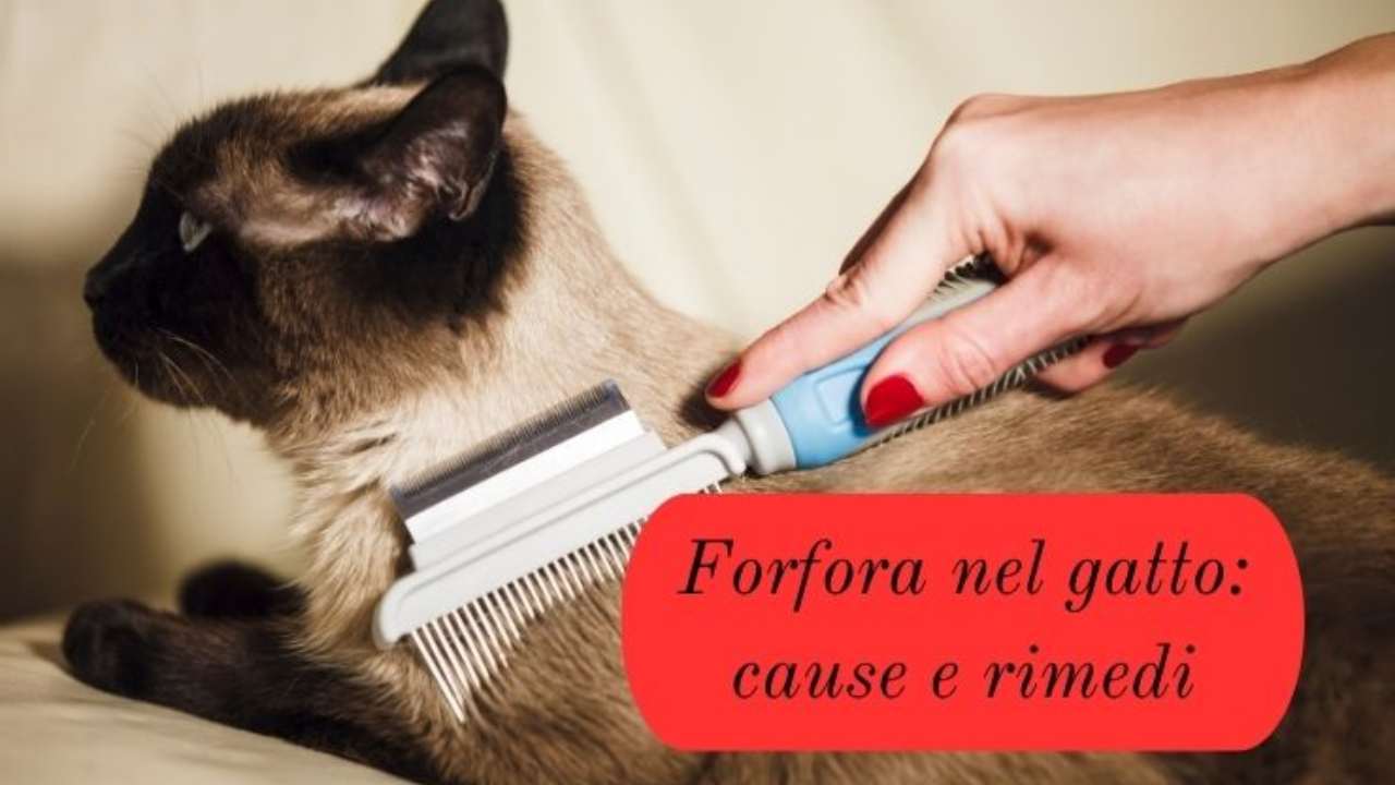 cibo per gatti con forfora