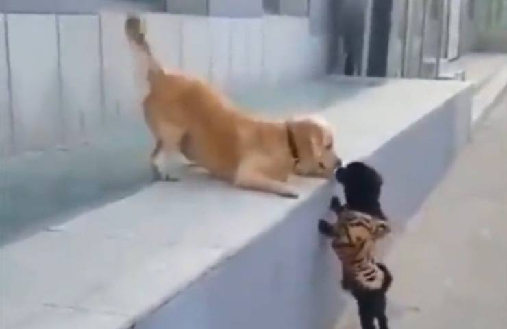 Primo bacio cani