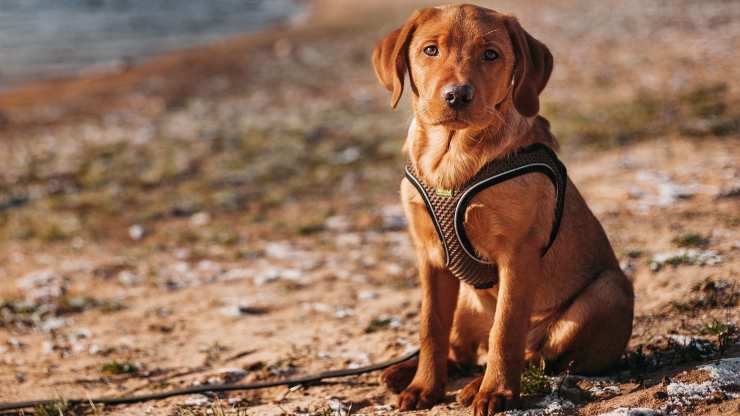 Red Fox Labrador