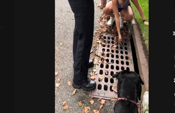 Gattini bloccati nel tombino