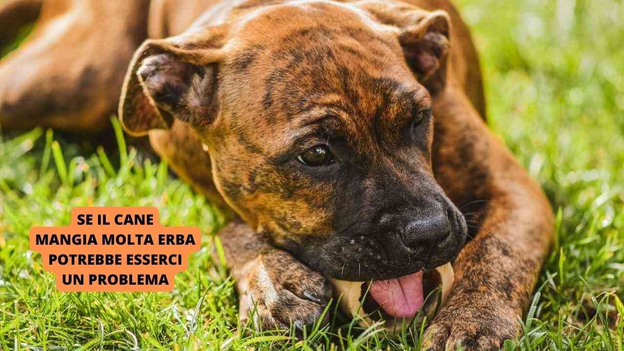 Se il tuo cane mangia molta erba potrebbe esserci un problema