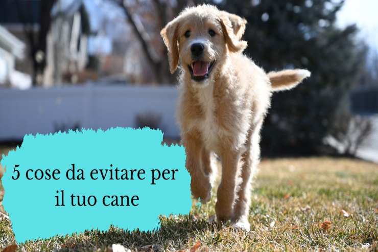 5 cose che non dovresti fare con fido