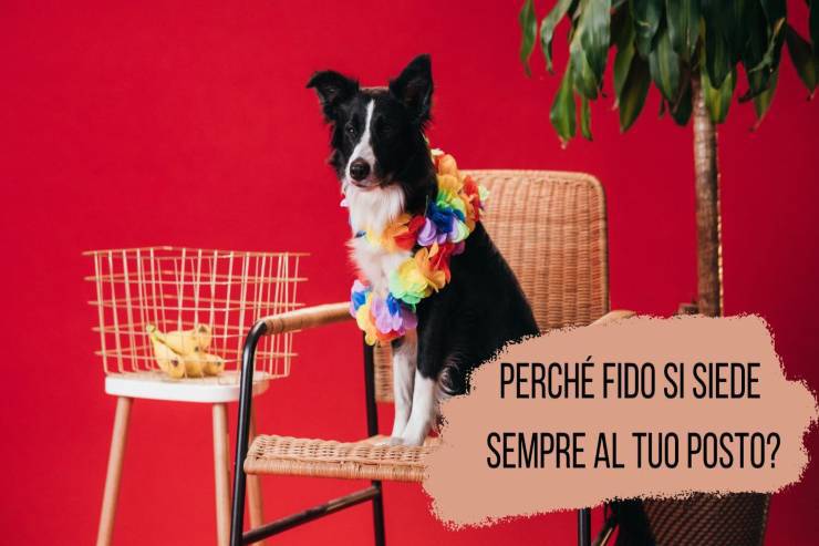 Fido si siede al tuo posto