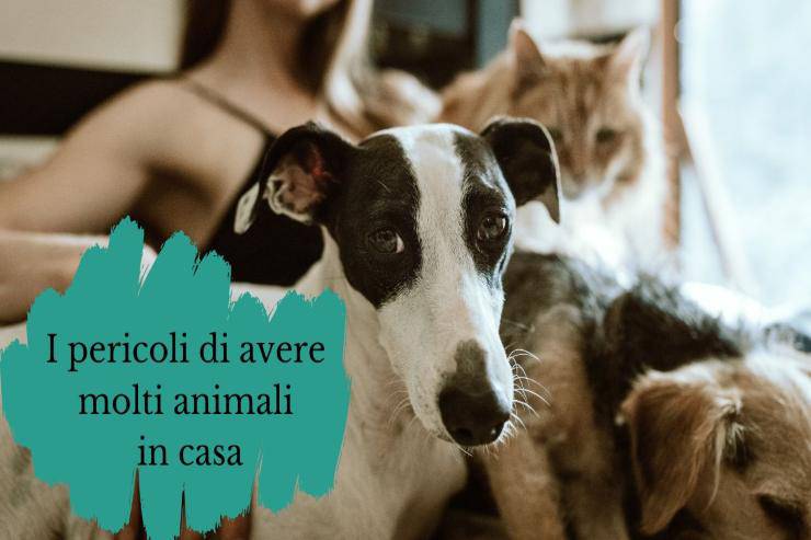 Troppi animali in casa sono pericolosi