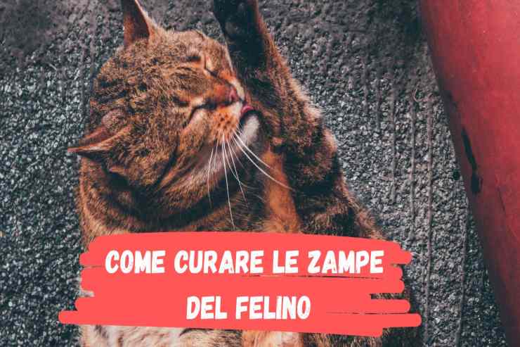 Come curare le zampe del micio