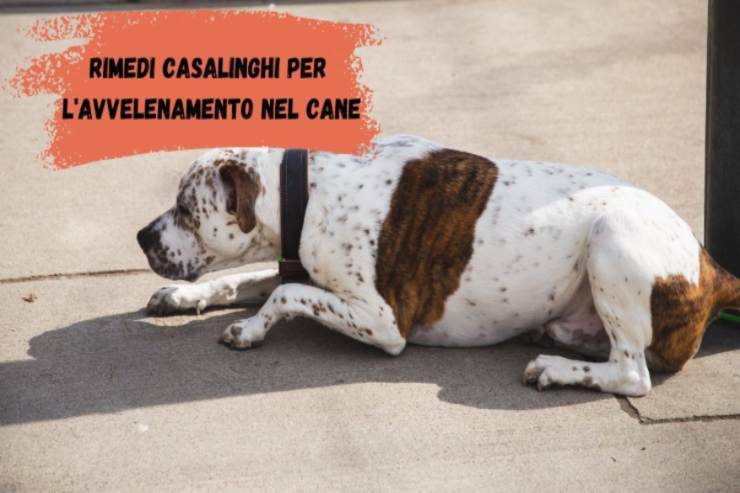 Fido e l'avvelenamento