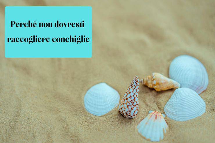 Le conchiglie sulla spiaggia