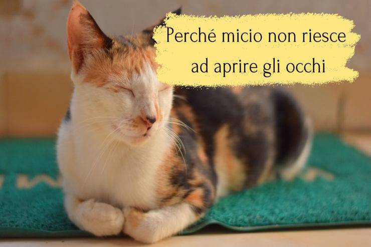 Micio non riesce ad aprire gli occhi