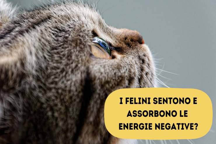 I mici sentono e assorbono energie negative