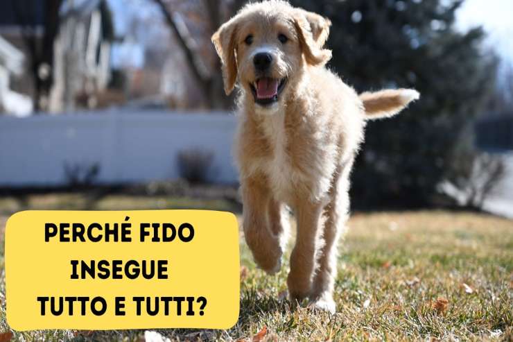 Fido insegue tutto e tutti