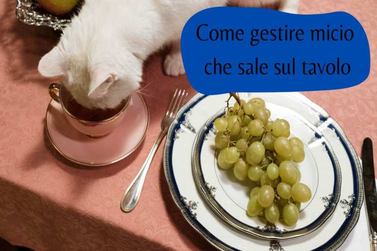 Micio sale sul tavolo se si mangia