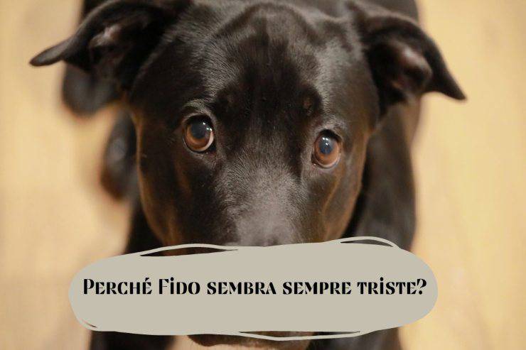 Fido sembra triste di continuo