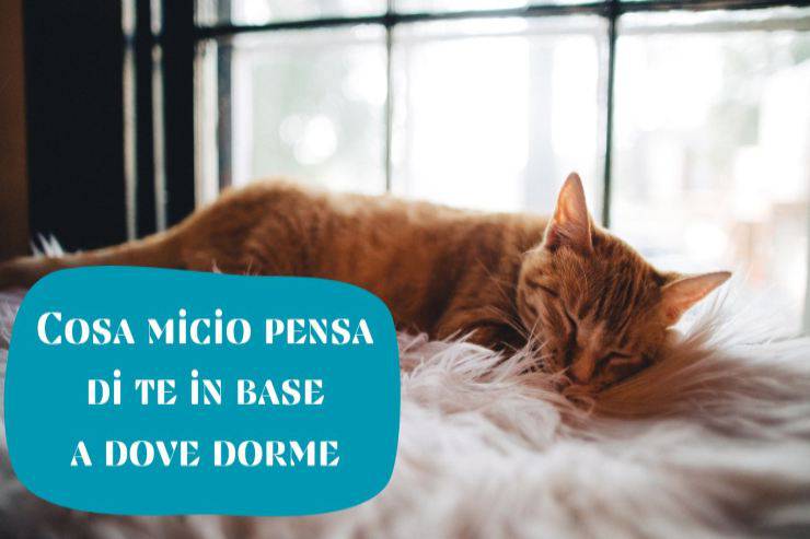 Dimmi dove micio dorme