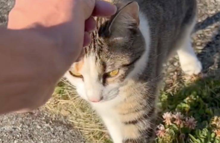 gatti micio apprezzamenti carezza 