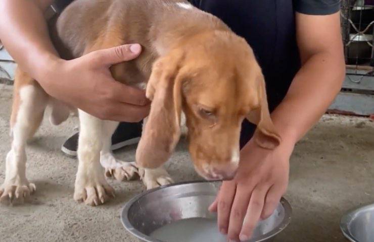 ristorante cani abbandonati malnutriti 