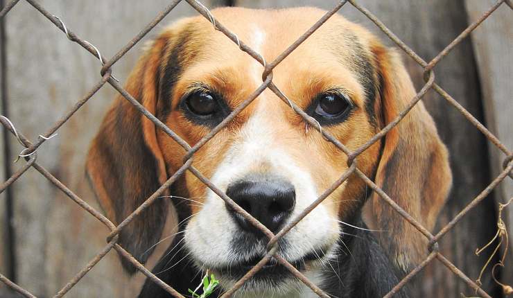 beagle dietro la rete 