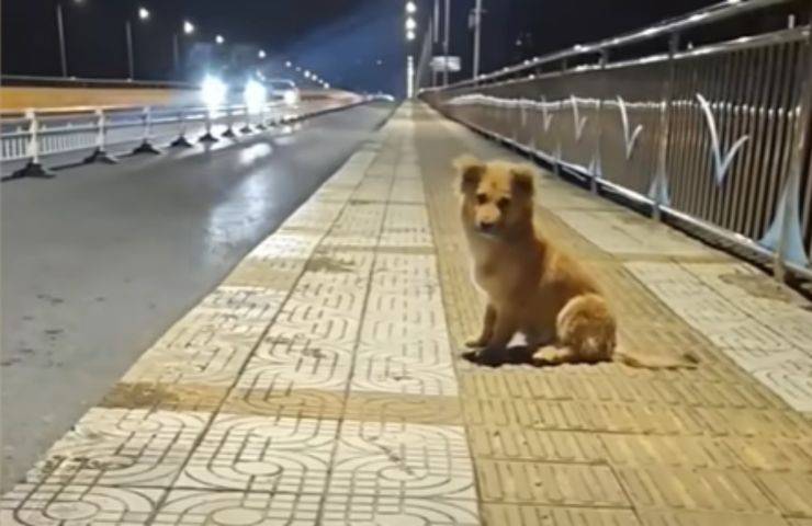 cucciolo abbandonato salvato ponte