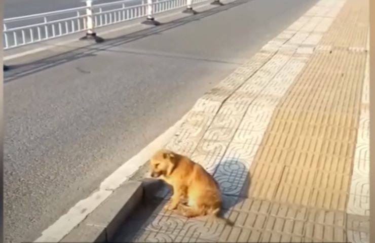 cucciolo abbandonato mesi ponte