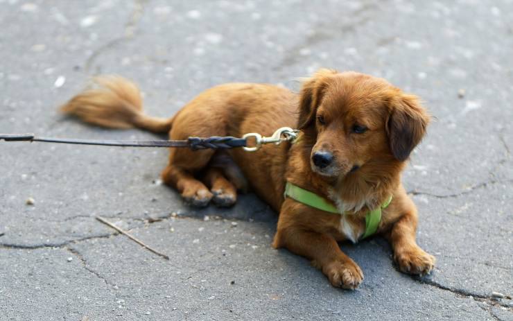 cagnolino al guinzaglio