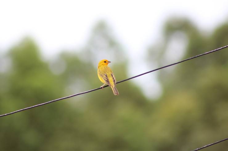 canarino giallo sul filo 