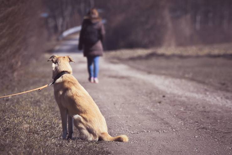 cane abbandonato 